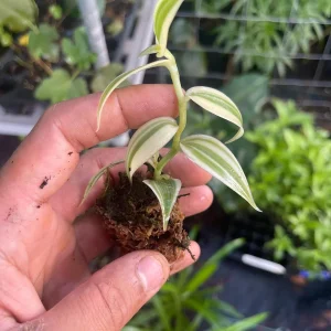 Variegated Vanilla Orchid Live Plant - Rare Edible Bean Vine, 4-6 inches - Image 5