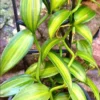 Variegated Vanilla Planifolia Live Plant – Jewel Orchid – 4 inch Pot – Indoor - Image 1