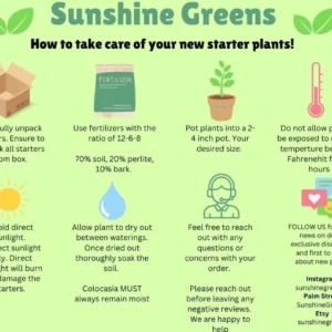 Variegated Vanilla Planifolia Live Plant – Jewel Orchid – 4 inch Pot – Indoor - Image 2