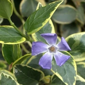 Variegated Vinca Live Plant - 6 Starter Perennial Plants - Outdoor Ground Cover - Image 2