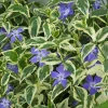 Variegated Vinca Major Periwinkle Live Plant - Hardy Groundcover 3.5 inch Pot - Image 1