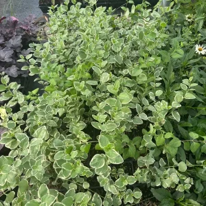 Variegated Vinca Major Periwinkle Live Plant - Hardy Groundcover 3.5 inch Pot - Image 3