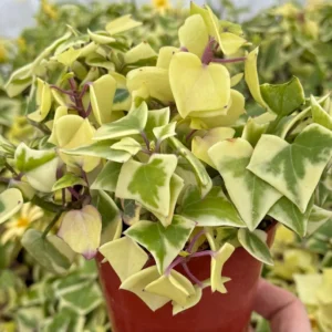 Variegated Wax Ivy Live Plant - Trailing Houseplant - 4