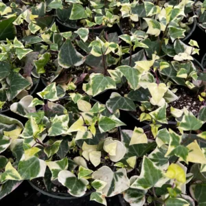 Variegated Wax Ivy Live Plant - Trailing Houseplant - 4