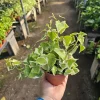 Variegated Wax Ivy Trailing Live Plant - 2in or 4in Pot - Indoor Houseplant - Image 1