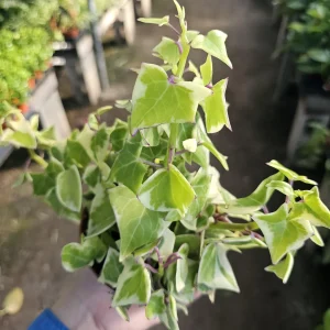 Variegated Wax Ivy Trailing Live Plant - 2in or 4in Pot - Indoor Houseplant - Image 2