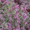 Variegated Weigela florida Live Plant - Compact Shrub, up to 2 ft Tall - Image 1