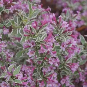 Variegated Weigela florida Live Plant - Compact Shrub, up to 2 ft Tall - Image 1