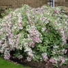 Variegated Weigela Live Plant - Weigela florida 'Variegata' - 12+ Inches Tall - Bare Root Outdoor Shrub - Image 1