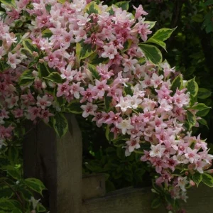 Variegated Weigela Live Plant - Weigela florida 'Variegata' - 12+ Inches Tall - Bare Root Outdoor Shrub - Image 2
