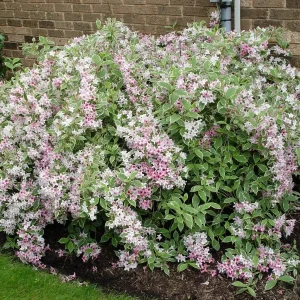 Variegated Weigela Live Plant - Weigela florida 'Variegata' - 12+ Inches Tall - Bare Root Outdoor Shrub - Image 1