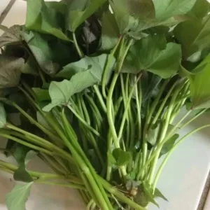 Variety Sweet Potato Slips - 15 Count Beauregard, Japanese White, Purple - Image 2