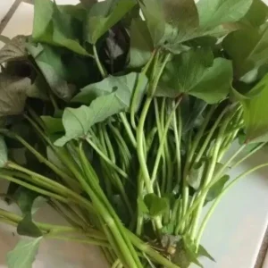 Variety Sweet Potato Slips - Purple, Okinawa, White Mix - 15 Cuttings - Image 2