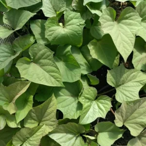 Variety Sweet Potato Slips - Purple, Okinawa, White Mix - 15 Cuttings - Image 3