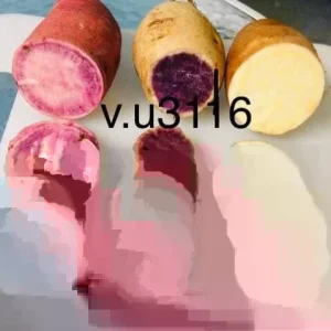 Variety Sweet Potato Slips - Purple, Okinawa, White Mix - 15 Cuttings - Image 1