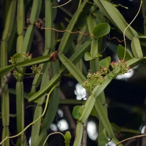 Veldt Grape Ivy Live Plant - Cissus quadrangularis - 2 Pack 2