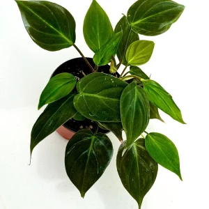 Velvet Leaf Philodendron Mican Cuttings - Live Houseplant - Rare Vining Indoor Plant - Image 2
