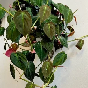 Velvet Leaf Philodendron Mican Cuttings - Live Houseplant - Rare Vining Indoor Plant - Image 4