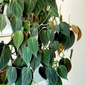 Velvet Leaf Philodendron Mican Cuttings - Live Houseplant - Rare Vining Indoor Plant - Image 7