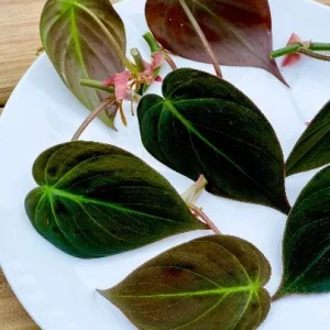 Velvet Leaf Philodendron Mican Cuttings - Live Plant - Rare Indoor Vining - Image 2