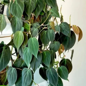 Velvet Leaf Philodendron Mican Cuttings - Live Plant - Rare Indoor Vining - Image 3