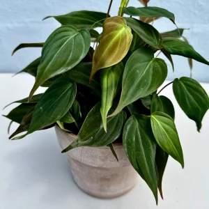 Velvet Leaf Philodendron Mican Cuttings - Live Plant - Easy Care Indoor Vining Plant - Image 4