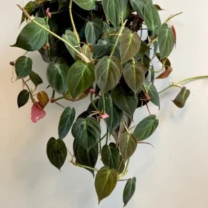 Velvet Leaf Philodendron Mican Cuttings - Live Plant - Rare Indoor Vining - Image 6