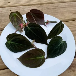 Velvet Leaf Philodendron Mican Cuttings - Live Plant - Rare Indoor Vining - Image 7