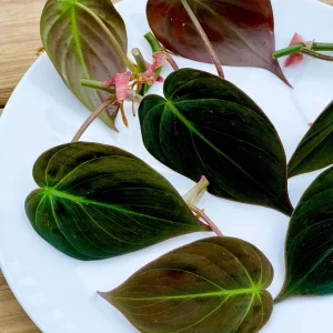 Velvet Leaf Philodendron Micans Live Plant - Unique Tropical Houseplant - Image 2