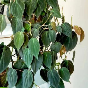 Velvet Leaf Philodendron Micans Live Plant - Unique Tropical Houseplant - Image 1