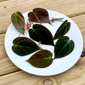 Velvet Leaf Philodendron Micans Live Plant - Unique Tropical Houseplant - Image 8