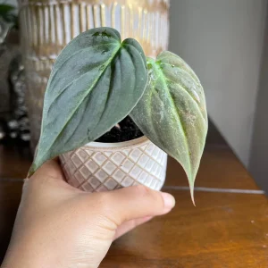 Velvet Leaf Philodendron Micans Live Plant - Unique Tropical Houseplant - Image 9