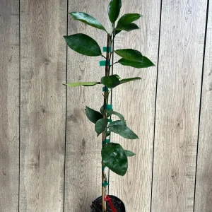 Vernia Sweet Orange Tree Live Plant - Grafted, 1/2 Gallon Pot, Outdoor Fruit Tree - Image 3
