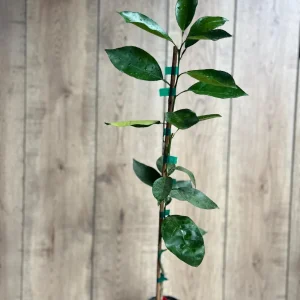 Vernia Sweet Orange Tree Live Plant - Grafted, 1/2 Gallon Pot, Outdoor Fruit Tree - Image 4