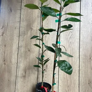 Vernia Sweet Orange Tree Live Plant - Grafted, 1/2 Gallon Pot, Outdoor Fruit Tree - Image 7