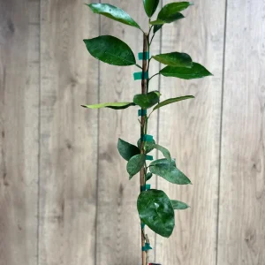 Vernia Sweet Orange Tree Live Plant - Grafted, 1/2 Gallon Pot, Outdoor Fruit Tree - Image 8