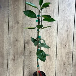 Vernia Sweet Orange Tree Live Plant - Grafted, 1/2 Gallon Pot, Outdoor Fruit Tree - Image 9