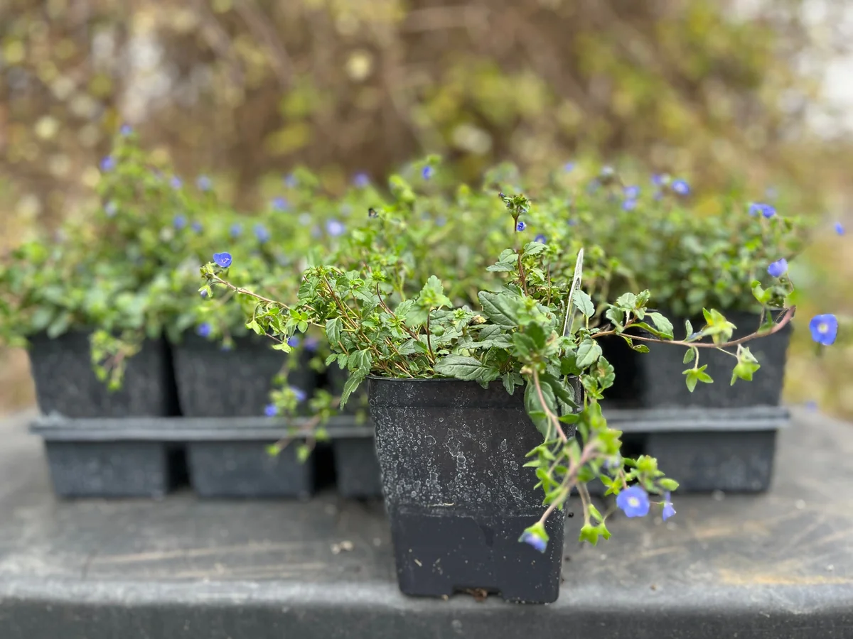 Veronica Georgia Blue Live Plant - Creeping Speedwell Perennial Groundcover - Quart Pot - Image 2
