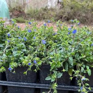 Veronica Georgia Blue Live Plant - Creeping Speedwell Perennial Groundcover - Quart Pot - Image 3