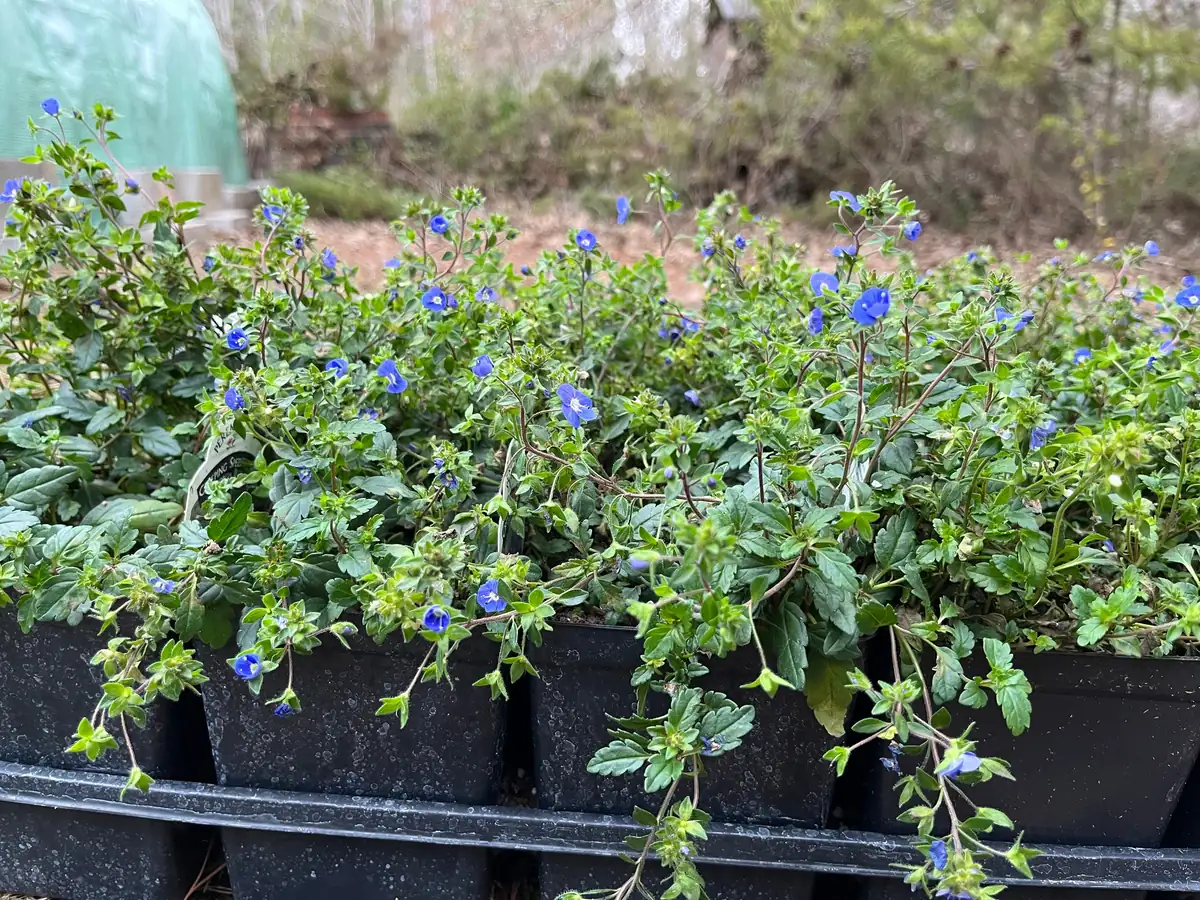 Veronica Georgia Blue Live Plant - Creeping Speedwell Perennial Groundcover - Quart Pot - Image 3