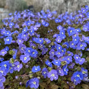 Veronica Georgia Blue Live Plant - Creeping Speedwell Perennial Groundcover - Quart Pot - Image 1