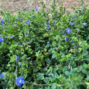 Veronica Georgia Blue Live Plant - Creeping Speedwell Perennial Groundcover - Quart Pot - Image 4
