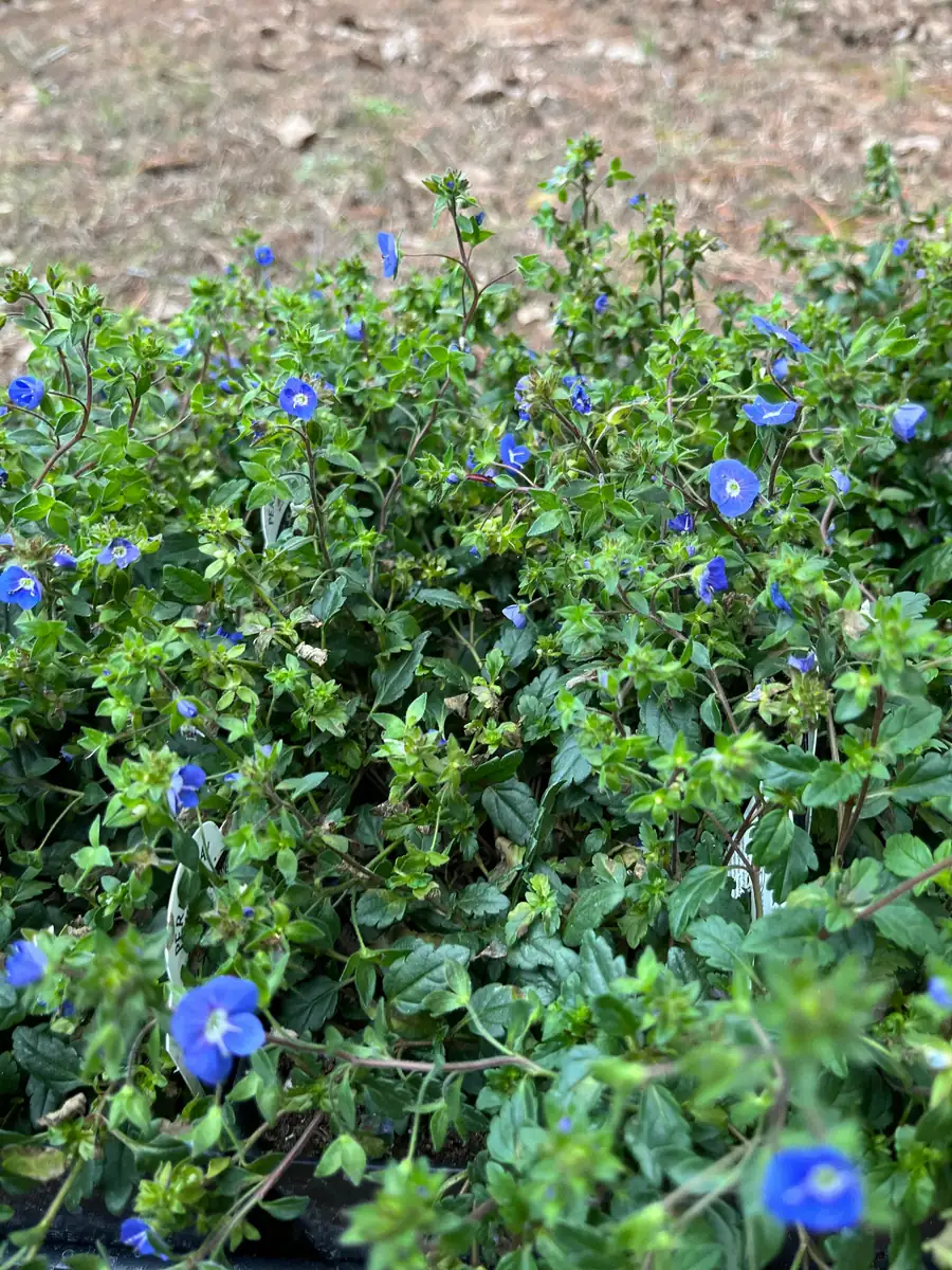 Veronica Georgia Blue Live Plant - Creeping Speedwell Perennial Groundcover - Quart Pot - Image 4