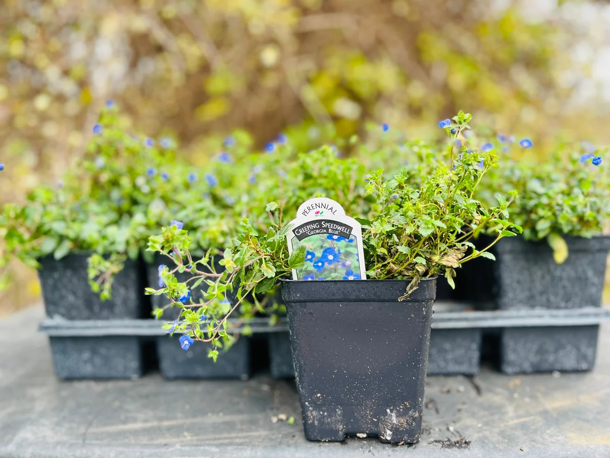 Veronica Georgia Blue Live Plant - Creeping Speedwell Perennial Groundcover - Quart Pot - Image 5