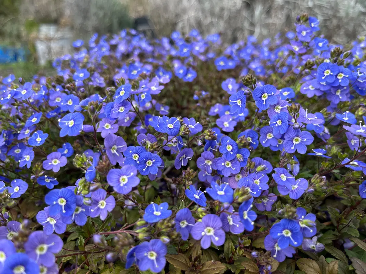 Veronica Georgia Blue Live Plant - Creeping Speedwell Perennial Groundcover - Quart Pot - Image 1