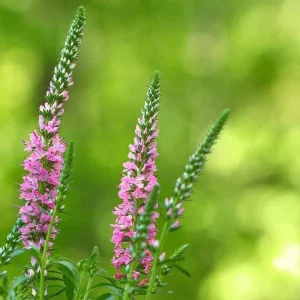 Veronica Speedwell Live Plant Plug - Long-Blooming Flowers for Pollinators - Image 4