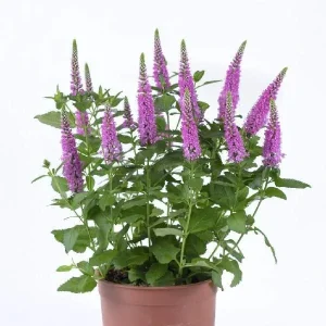 Veronica Speedwell Live Plant Plug - Long-Blooming Flowers for Pollinators - Image 5