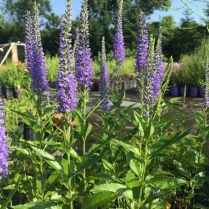 Veronica Speedwell Live Plant Plug - Long-Blooming Flowers for Pollinators - Image 6