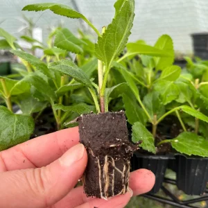 Veronica Speedwell Live Plant Plug - Long-Blooming Flowers for Pollinators - Image 8