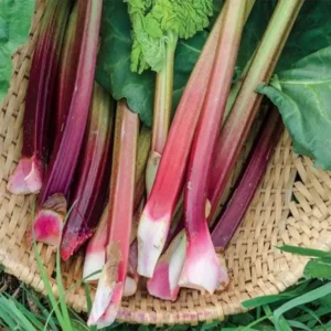 Victoria Rhubarb Bare Root Plant - Heirloom Perennial Vegetable - USDA Zones 3-8 - Image 6